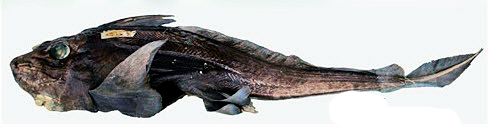 Hydrolagus affinis_03.jpg